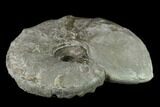Triassic Ammonite (Ceratites Sublaevigatus) - Germany #131915-2